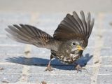 fox sparrow BRD9410.JPG