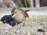 golden-crowned sparrow BRD9942.JPG