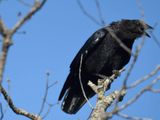 american crow BRD5445.JPG