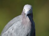 little blue heron BRD5529.JPG
