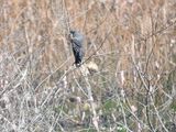 snail kite BRD5569.JPG