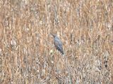 snail kite BRD5645.JPG
