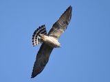 mississippi kite BRD6254.JPG