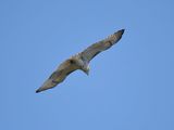 red-tailed hawk BRD6328.JPG