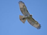 red-tailed hawk BRD6331.JPG