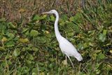 3F8A5899 Great Blue Heron White morph.jpg