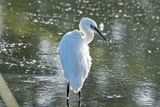 3F8A9600 Reddish Egret White morph.jpg