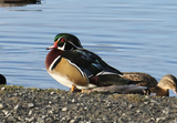 PAW40 - Wood Duck