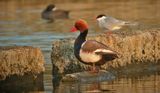 Rdhovedet and, Read-crested Pochard, (Netta rufina)