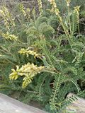 Point  Lobos- plants-5076.jpg