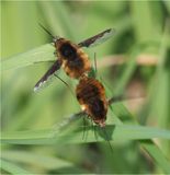Mating Beeflies