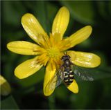 Pied Hoverfly on Lesser Celandine