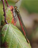 Large Red Damselfly (male)