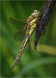 Female Hairy Dragonfly on Sedge