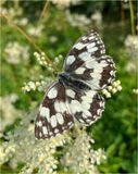 Marbled White1.jpg