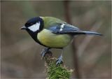 Great Tit