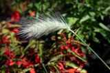 230719-06-Jardins D A Seguin.jpg