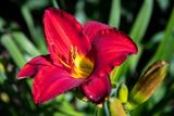 230719-07-Jardins D A Seguin.jpg