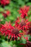 230719-13-Jardins D A Seguin.jpg