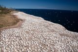 240808-105-Perce - Ile Bonaventure.jpg