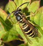Wasp macro.jpg