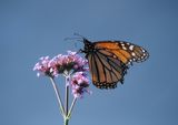 monarch butterfly1.jpg