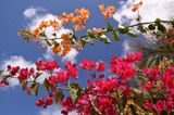 Orange & Magenta, Agaete
