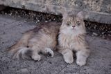 Crans cat