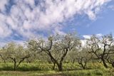 Tuscany landscape near Izola