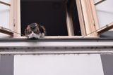 Observant cat
