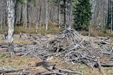 Old beaver lodge in an empty pond