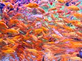 Fish Frenzy