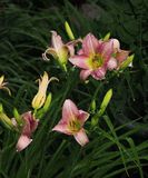 Flower 7281190.jpg