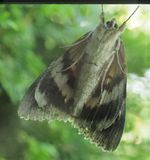 Insect 8081207.jpg