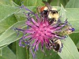 Flower +BB 9030144W.jpg