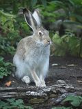 Rabbit 9161294.jpg