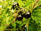 Food 9111590.JPG