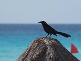 Nature 3120356.jpg
