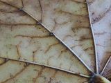 Leaf M B194289.JPG