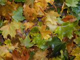 Nature A243198.jpg