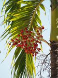 Nature 1261616.jpg