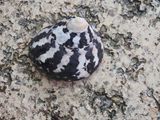 Sea shell C195029.JPG