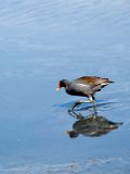 Nature 1261648.jpg