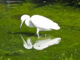 Nature 3130492.JPG