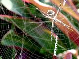 Nature 10090919.jpg