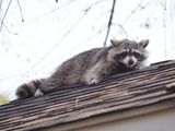 Coon4246939sm.JPG