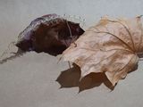 Leaves M 5277161.JPG