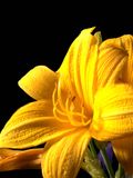 Flower-6189272 7HF.JPG