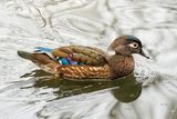 Female Wood Duck