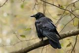 Common Raven